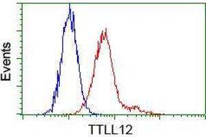 Image no. 1 for anti-Tubulin tyrosine Ligase-Like Family, Member 12 (TTLL12) antibody (ABIN1499032) (TTLL12 antibody)