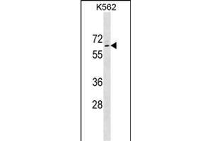 TP63 Antibody (Ascites) ABIN1539985 western blot analysis in K562 cell line lysates (35 μg/lane). (p63 antibody  (AA 651-680))