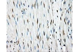 Immunohistochemical staining of paraffin-embedded Kidney tissue using anti-APP mouse monoclonal antibody. (APP antibody)