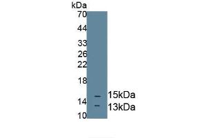 Detection of Recombinant NT3, Mouse using Polyclonal Antibody to Neurotrophin 3 (NT3) (Neurotrophin 3 antibody  (AA 21-139))