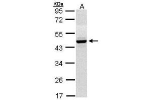 WB Image Sample (30 ug of whole cell lysate) A: Hep G2 , 10% SDS PAGE antibody diluted at 1:1000 (HPD antibody)