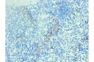Immunohistochemical of paraffin-embedded human spleen tissue using ABIN7137917 at dilution of 1:200 (Hemoglobin antibody)