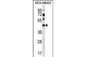Western blot analysis in MDA-MB453 cell line lysates (35ug/lane). (DNAJB5 antibody  (C-Term))