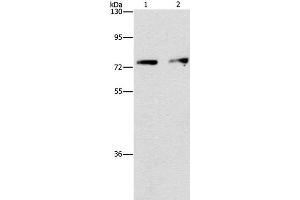 Western Blot analysis of Hela and hepG2 cell using INTS10 Polyclonal Antibody at dilution of 1:475 (INTS10 antibody)