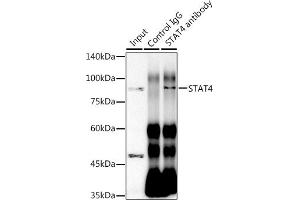 Immunoprecipitation analysis of 300 μg extracts of HeLa cells using 3 μg ST antibody (ABIN1681118, ABIN7101700, ABIN7101701 and ABIN7101702). (STAT4 antibody)