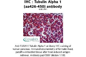 Image no. 1 for anti-alpha Tubulin (TUBA1) (AA 426-450) antibody (ABIN1740442)