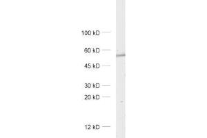 GABRA5 antibody  (AA 26-43)