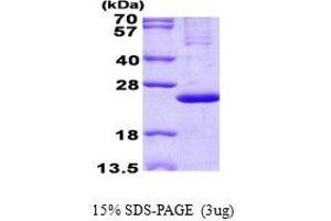 Image no. 1 for Mitochondrial Ribosomal Protein L13 (MRPL13) protein (His tag) (ABIN1098795) (MRPL13 Protein (His tag))
