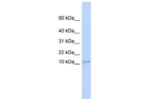 TMEM93 antibody used at 1 ug/ml to detect target protein. (TMEM93 antibody  (N-Term))