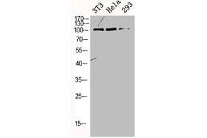 Western Blot analysis of NIH-3T3 HELA 293 cells using ORC1 Polyclonal Antibody (ORC1 antibody  (Internal Region))