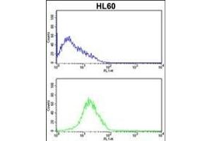 SERPINB7 Antibody (Center) (ABIN652538 and ABIN2842363) flow cytometric analysis of HL60 cells (bottom histogram) compared to a negative control cell (top histogram). (SERPINB7 antibody  (AA 108-137))