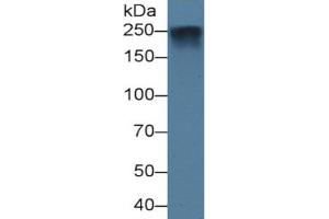 Rabbit Detection antibody from the kit in WB with Positive Control: Sample Human urine.