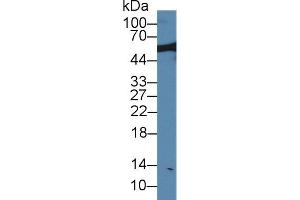 Western blot analysis of Rat Serum, using Rat NUP50 Antibody (1 µg/ml) and HRP-conjugated Goat Anti-Rabbit antibody ( (NUP50 antibody  (AA 179-428))