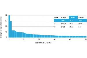 Analysis of Protein Array containing more than 19,000 full-length human proteins using TIMP2 Mouse Monoclonal Antibody (TIMP2/2044) Z- and S- Score: The Z-score represents the strength of a signal that a monoclonal antibody (Monoclonal Antibody) (in combination with a fluorescently-tagged anti-IgG secondary antibody) produces when binding to a particular protein on the HuProtTM array. (TIMP2 antibody  (AA 48-220))