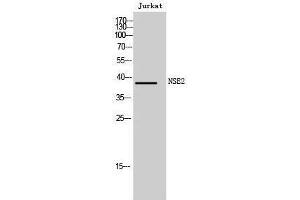 Western Blotting (WB) image for anti-E3 SUMO-Protein Ligase NSE2 (NSMCE2) (N-Term) antibody (ABIN3185961) (NSMCE2 antibody  (N-Term))