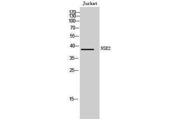 NSMCE2 anticorps  (N-Term)