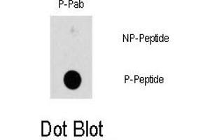 Image no. 1 for anti-Heat Shock 27kDa Protein 1 (HSPB1) (pSer78) antibody (ABIN358314) (HSP27 antibody  (pSer78))