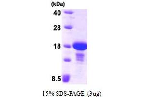 SDS-PAGE (SDS) image for Endosulfine alpha (ENSA) (AA 1-121) protein (His tag) (ABIN666932)