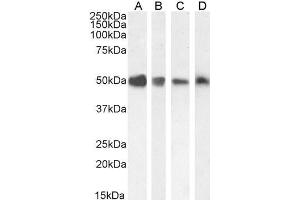 ABIN185279 staining (0. (TXNDC5 antibody  (C-Term))
