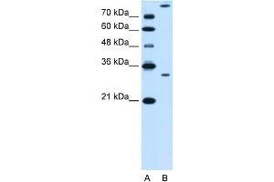 WB Suggested Anti-GZMK Antibody Titration:  0. (GZMK antibody  (N-Term))