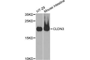Western blot analysis of extracts of various cell lines, using CLDN3 antibody (ABIN5971516) at 1:400 dilution. (Claudin 3 antibody)