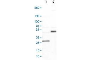 Western Blot analysis of Lane 1: NIH-3T3 cell lysate (mouse embryonic fibroblast cells) and Lane 2: NBT-II cell lysate (Wistar rat bladder tumour cells) with DLC1 polyclonal antibody .