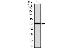 Western blot analysis using KRT13 mAb against human KRT13 recombinant protein.