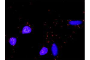 Proximity Ligation Analysis of protein-protein interactions between MAPK14 and MAX. (MAX antibody  (AA 1-151))
