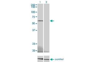 Western blot analysis of PRKAA2 over-expressed 293 cell line, cotransfected with PRKAA2 Validated Chimera RNAi (Lane 2) or non-transfected control (Lane 1). (PRKAA2 antibody  (AA 453-552))