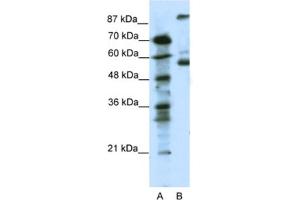 Western Blotting (WB) image for anti-5-Hydroxytryptamine (serotonin) Receptor 7 (Adenylate Cyclase-Coupled) (HTR7) antibody (ABIN2463754) (HTR7 antibody)