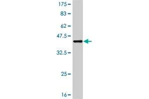 Western Blot detection against Immunogen (37. (RIPK2 antibody  (AA 431-540))
