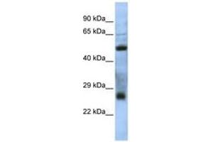Image no. 1 for anti-Chromosome 7 Open Reading Frame 62 (C7orf62) (AA 35-84) antibody (ABIN6741342) (C7orf62 antibody  (AA 35-84))