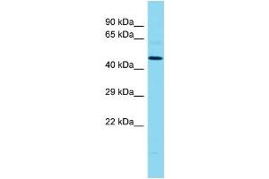 Host: Rabbit Target Name: MLIP Sample Type: MCF7 Whole Cell lysates Antibody Dilution: 1. (MLIP antibody  (Middle Region))