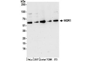 Western Blotting (WB) image for anti-WD Repeat Domain 1 (WDR1) (AA 125-175) antibody (ABIN7453242)