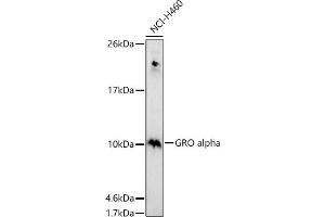 Western blot analysis of extracts of NCI-H460 cells, using GRO alpha antibody (ABIN6130150, ABIN6139267, ABIN6139268 and ABIN6221487) at 1:1000 dilution. (CXCL1 antibody  (AA 1-107))