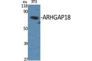 Western Blot (WB) analysis of specific cells using ARHGAP18 Polyclonal Antibody. (ARHGAP18 antibody  (C-Term))