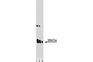 Western Blotting (WB) image for anti-Synaptophysin (SYP) (AA 205-306) antibody (ABIN968694) (Synaptophysin antibody  (AA 205-306))