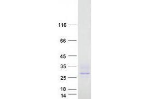 Validation with Western Blot (FAM159B Protein (Myc-DYKDDDDK Tag))