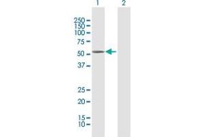 Western Blot analysis of CYP4B1 expression in transfected 293T cell line by CYP4B1 MaxPab polyclonal antibody. (CYP4B1 antibody  (AA 1-512))