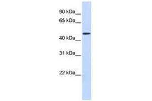 Image no. 1 for anti-DDB1 and CUL4 Associated Factor 4 (DCAF4) (AA 216-265) antibody (ABIN6741305) (DCAF4 antibody  (AA 216-265))