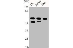 Western Blot analysis of NIH-3T3 Jurkat K562 cells using Cyclin A Polyclonal Antibody (Cyclin A antibody  (Internal Region))