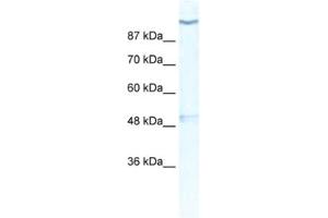 Western Blotting (WB) image for anti-Potassium Voltage-Gated Channel, Subfamily H (Eag-Related), Member 6 (KCNH6) antibody (ABIN2461157)