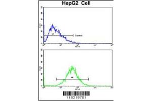 Flow cytometric analysis of HepG2 cells using GCAT Antibody (bottom histogram) compared to a negative control cell (top histogram). (GCAT antibody  (AA 155-181))