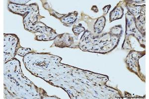 IHC analysis of RAE1 using anti-RAE1 antibody (ABIN7602428). (RAE1 antibody  (AA 76-368))