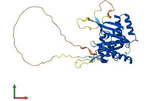 AlphaFold protein structure predicition of Mouse Recombinant Bccip Protein, UniprotID Q9CWI3 (BCCIP Protein (AA 1-316) (His tag))