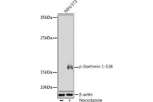 Western blot analysis of extracts of NIH/3T3 cells, using Phospho-Stathmin 1-S38 Rabbit pAb (ABIN3019847, ABIN3019848, ABIN3019849 and ABIN1682097) at 1:1000 dilution. (Stathmin 1 antibody  (pSer38))