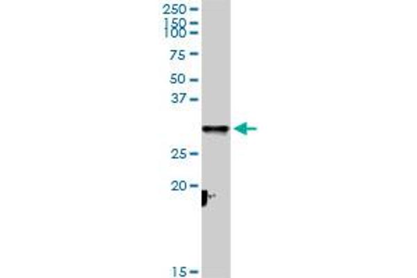 Cytochrome C1 antibody  (AA 1-325)