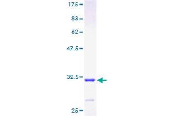 MXD4 Protein (AA 1-58) (GST tag)