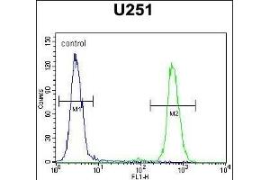 CMKOR1 Antibody (C-term) (ABIN654443 and ABIN2844177) flow cytometric analysis of  cells (right histogram) compared to a negative control cell (left histogram). (CXCR7 antibody  (C-Term))