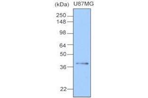 Cell lysates of U87MG(20 ug) were resolved by SDS-PAGE, transferred to nitrocellulose membrane and probed with anti-human Clusterin (1:1000). (Clusterin antibody  (AA 1-333))